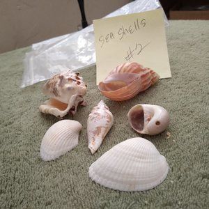 Pacific island seashells